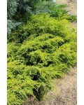 Ялівець звичайний Депресса Ауреа | Можжевельник обыкновенный Депресса Ауреа | Juniperus communis Depressa Aurea